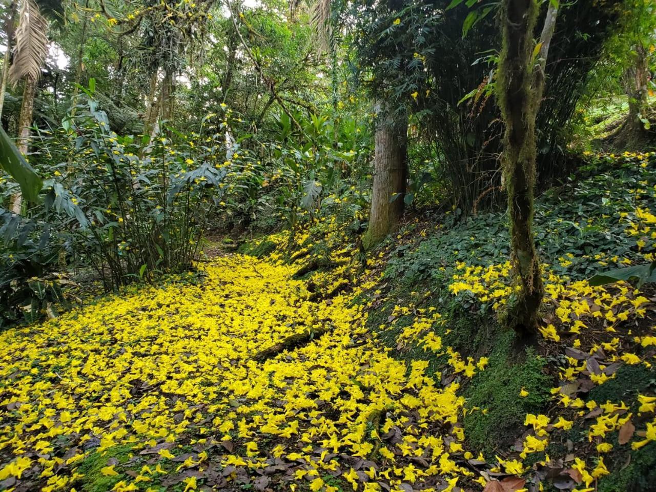 Lodge Estación Biológica Cruces Y Jardín Botánico Wilson San Vito